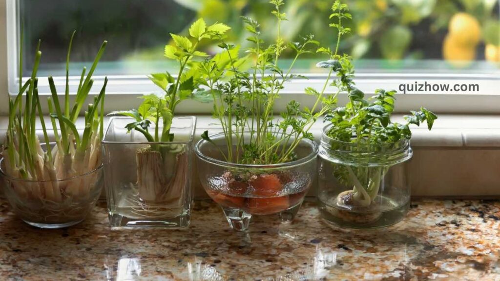 How to Grow an Indoor Herb Garden: A Beginner’s Guide